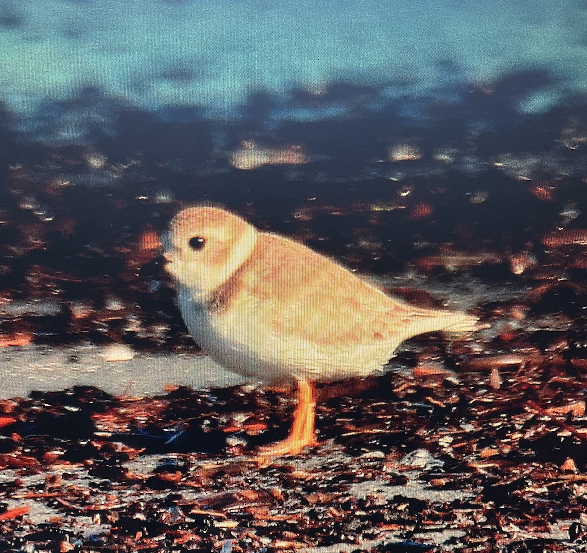 Piping Plover - ML619195791