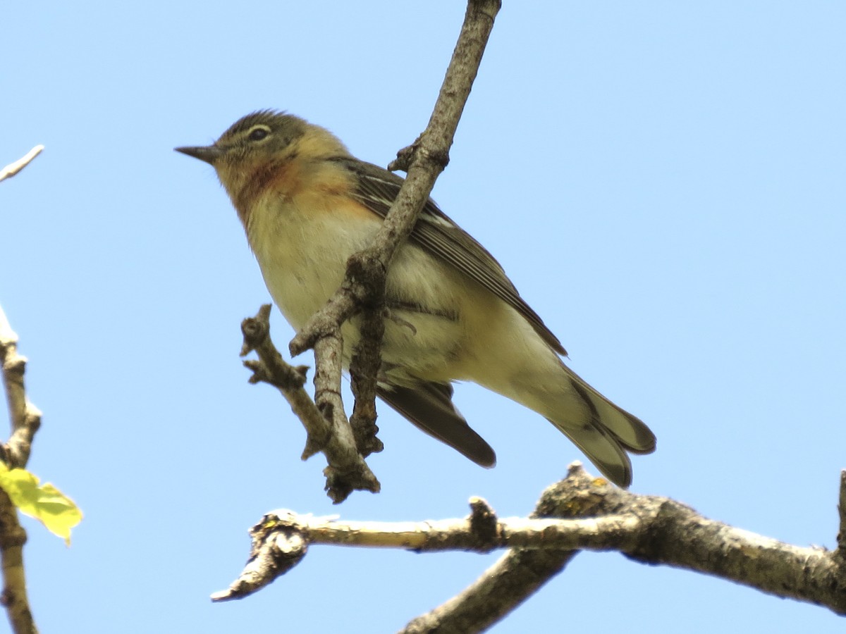 Bay-breasted Warbler - ML619195805