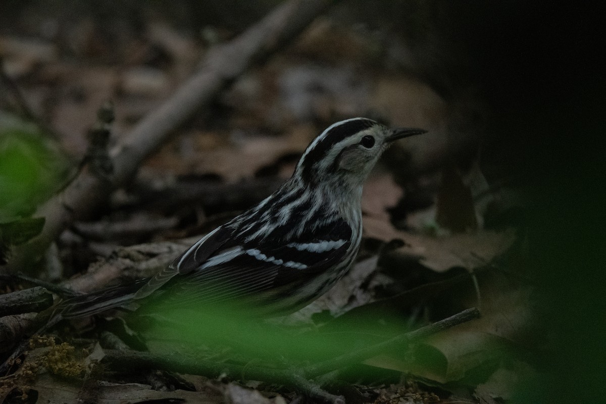 Black-and-white Warbler - ML619195828