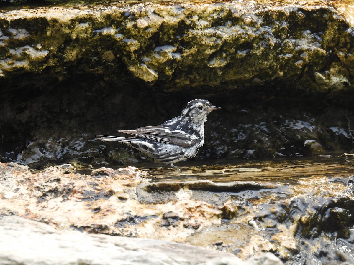 Black-and-white Warbler - ML619195839