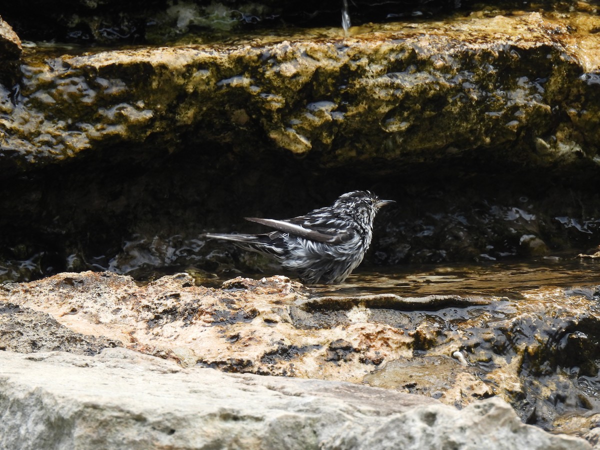 Black-and-white Warbler - ML619195840