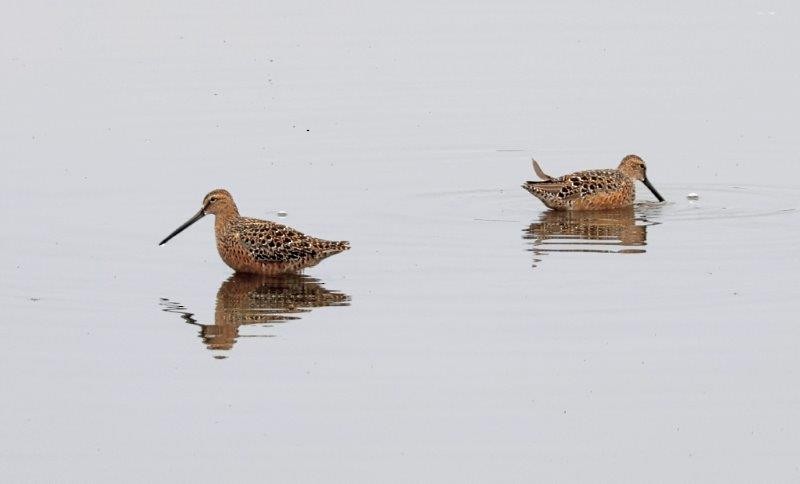 Long-billed Dowitcher - ML619195846