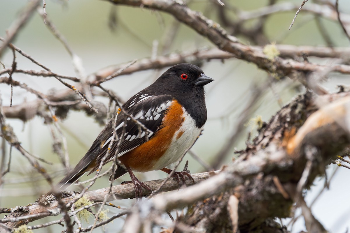 Spotted Towhee - ML619195860