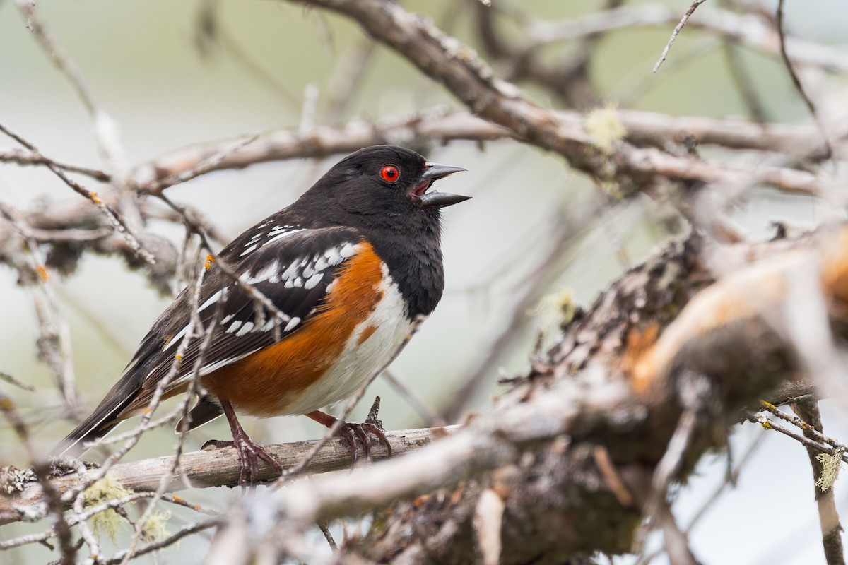 Spotted Towhee - ML619195864