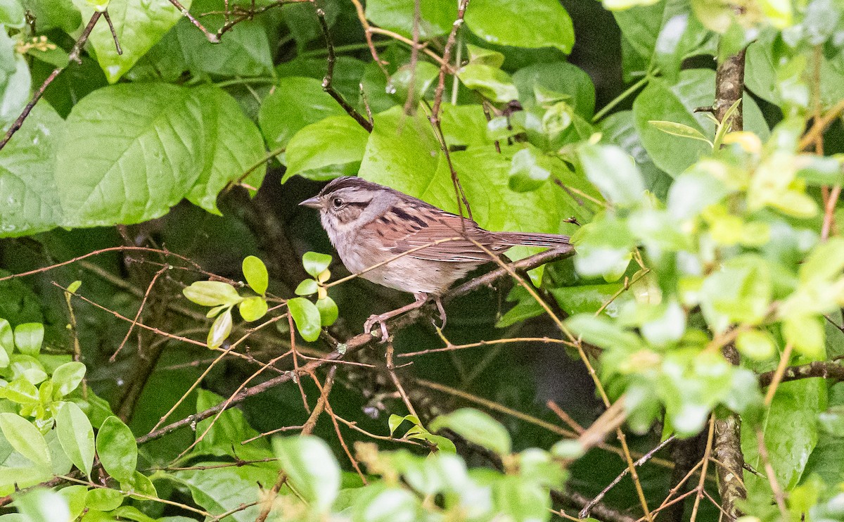 Swamp Sparrow - ML619195874