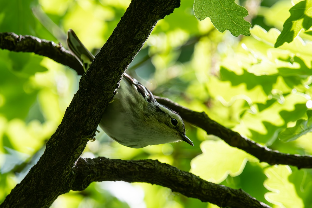 Black-and-white Warbler - ML619195879