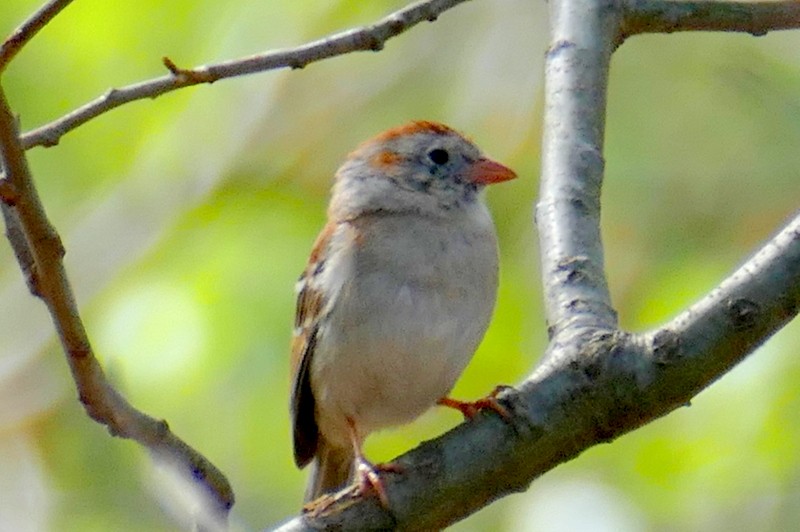 Field Sparrow - ML619195913