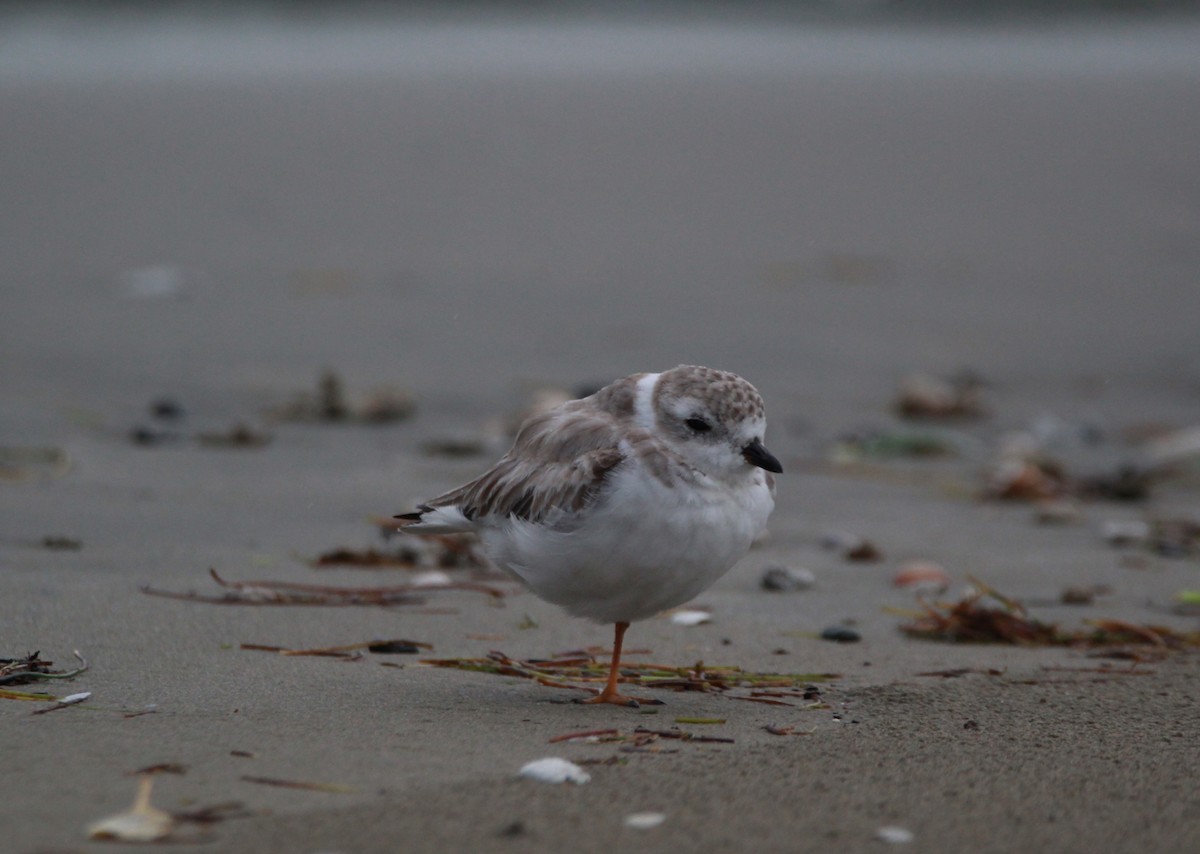Piping Plover - ML619195925