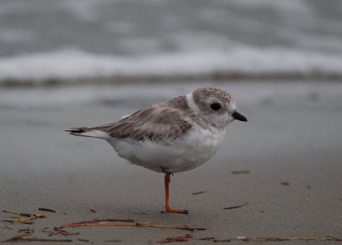 Piping Plover - ML619195977