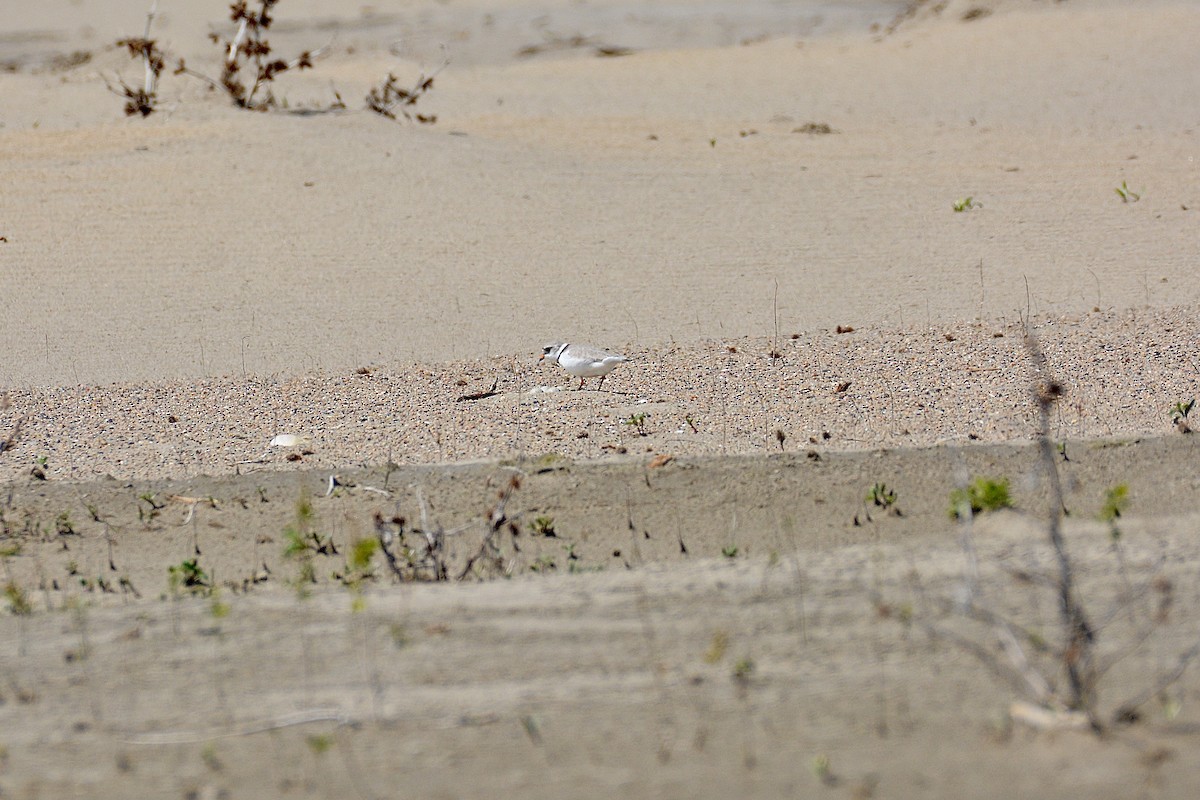 Piping Plover - ML619195980