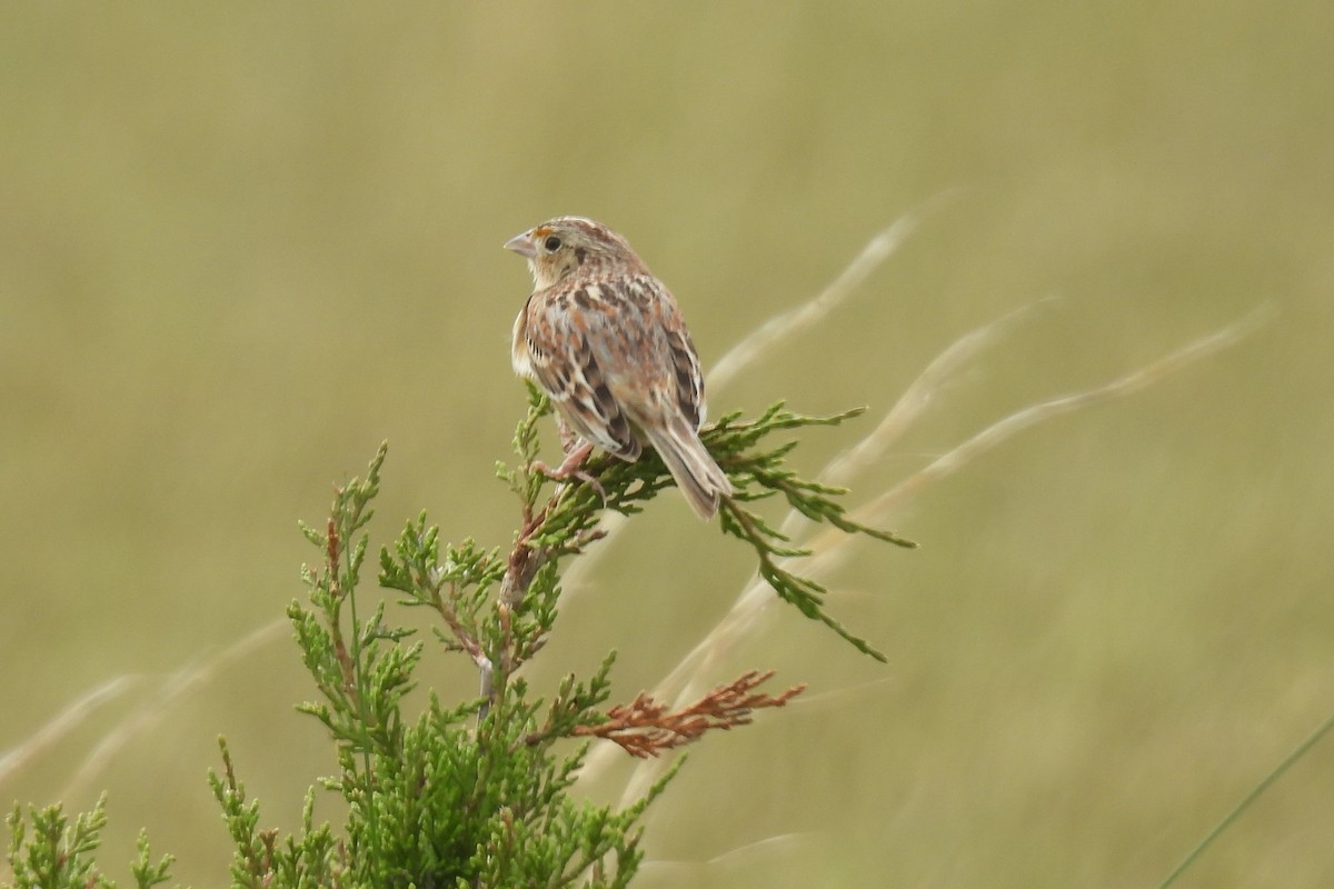 Grasshopper Sparrow - ML619195985