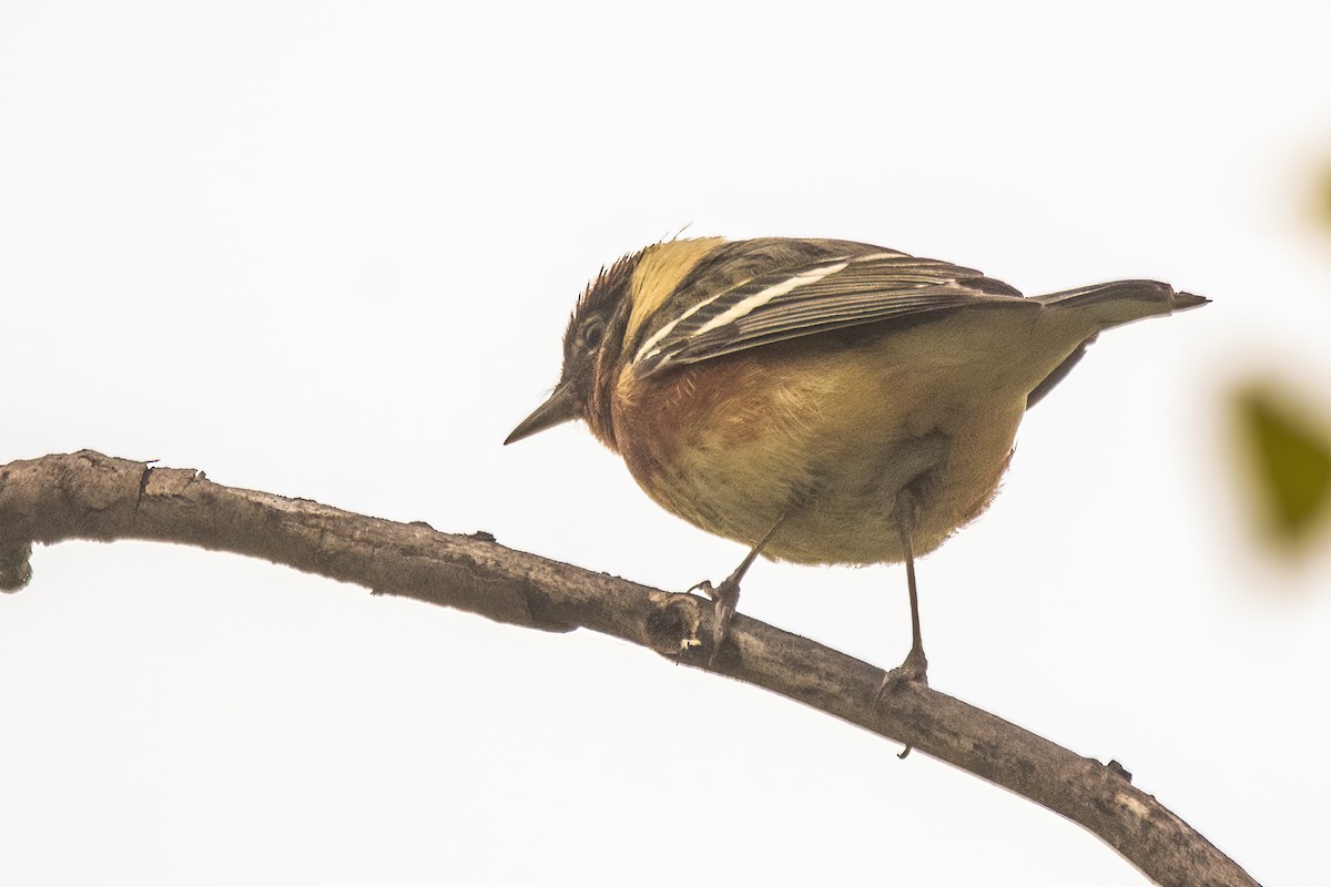 Bay-breasted Warbler - ML619195991