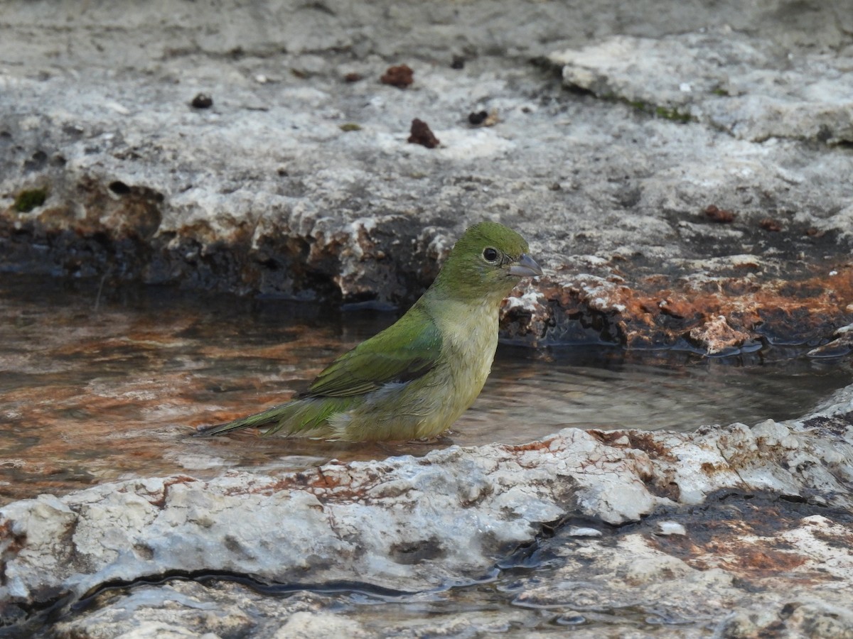 Painted Bunting - ML619196006