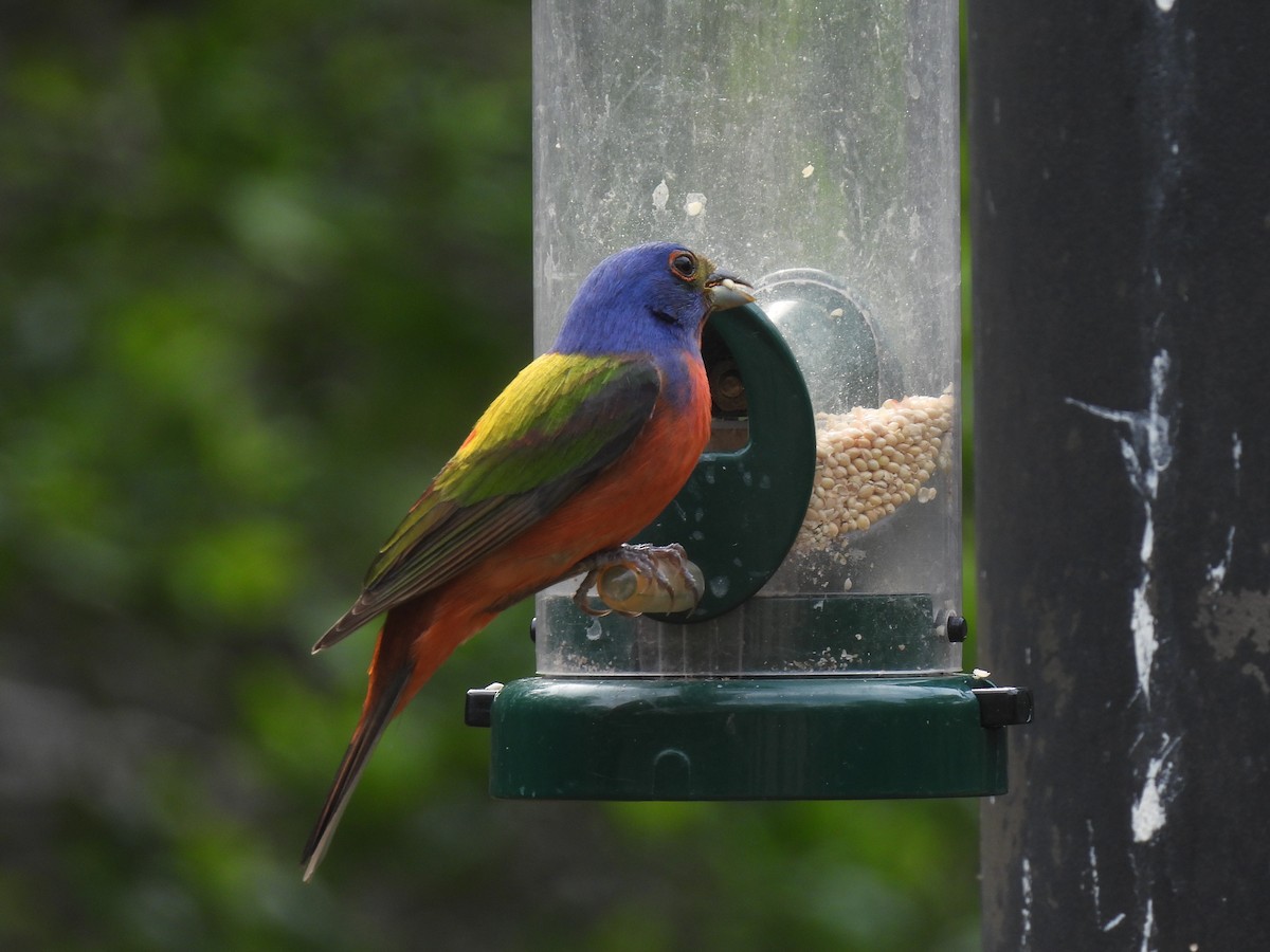 Painted Bunting - ML619196021
