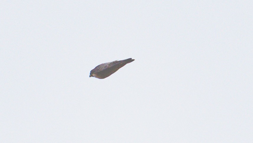 Peregrine Falcon (Barbary) - ML619196030