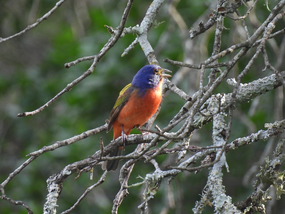 Painted Bunting - ML619196034
