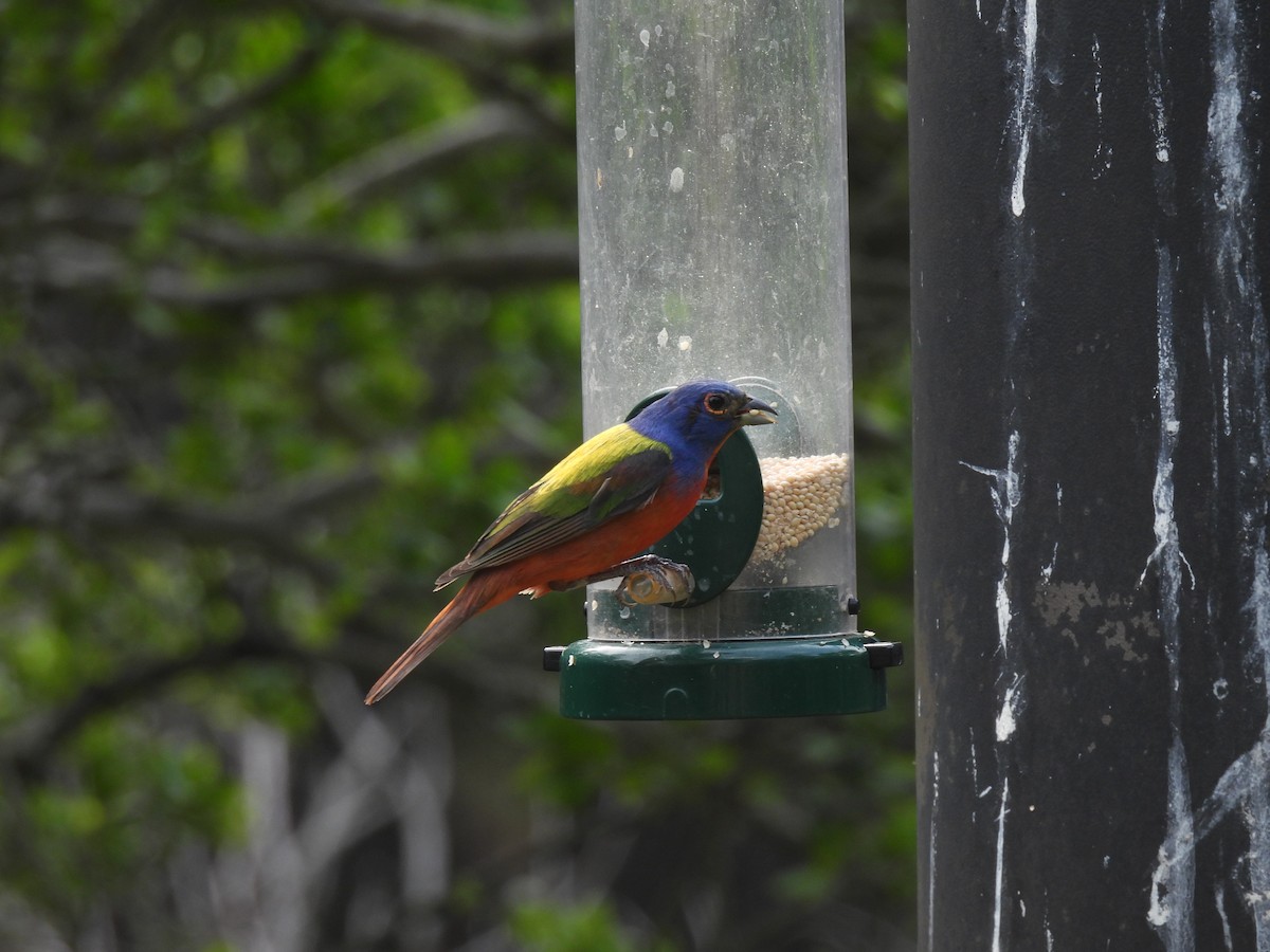 Painted Bunting - ML619196087