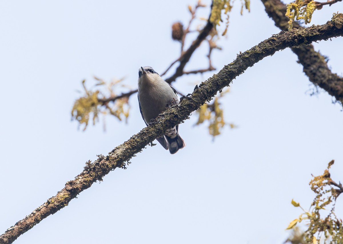 White-tailed Nuthatch - ML619196118