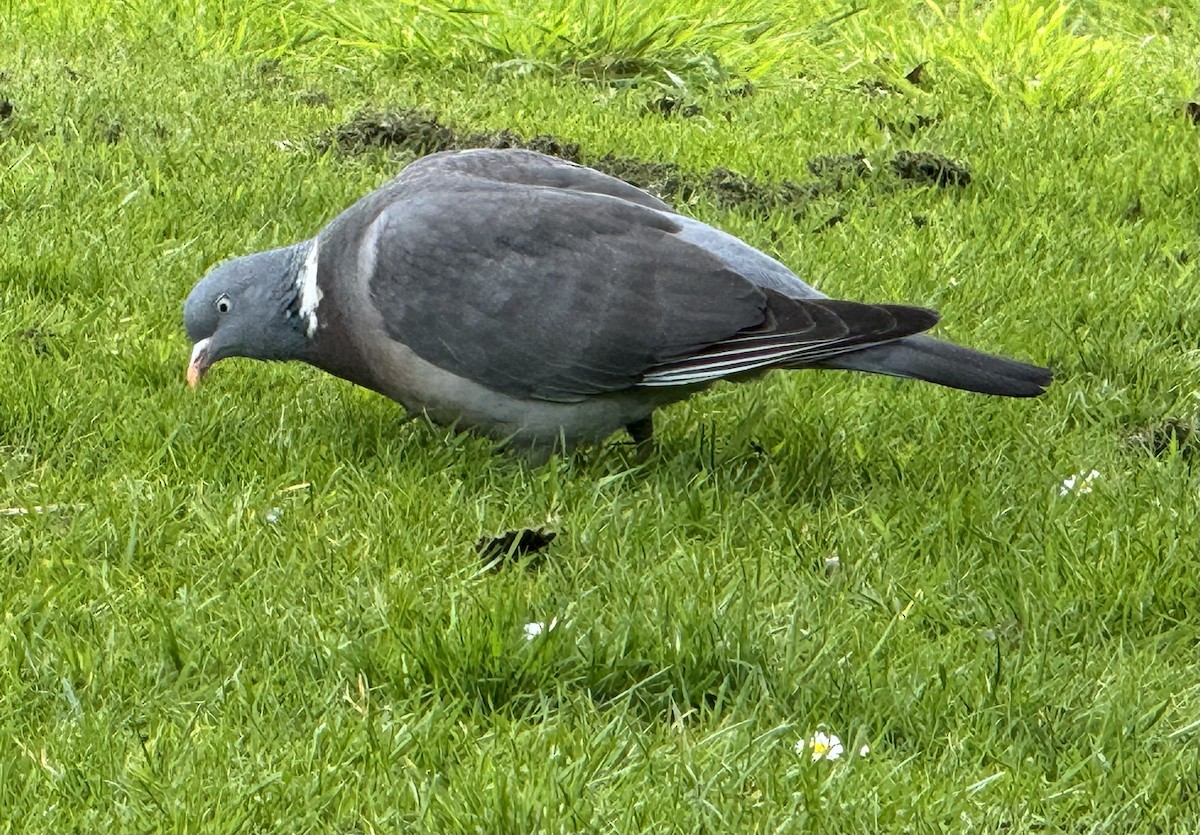 Common Wood-Pigeon - ML619196126