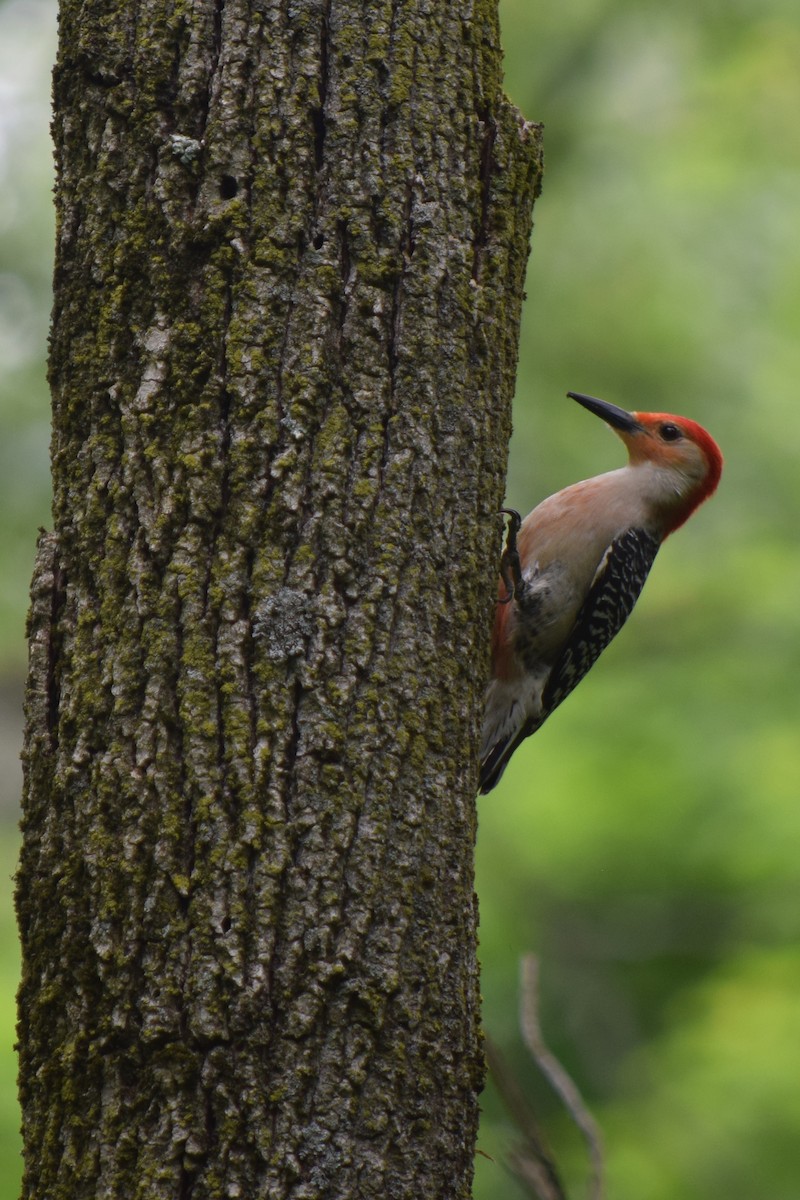 Red-bellied Woodpecker - ML619196141