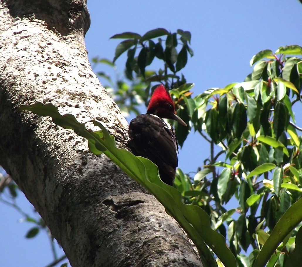 Pale-billed Woodpecker - ML619196156
