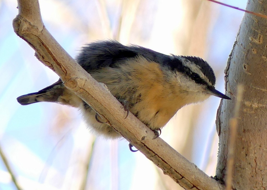 Red-breasted Nuthatch - ML619196185