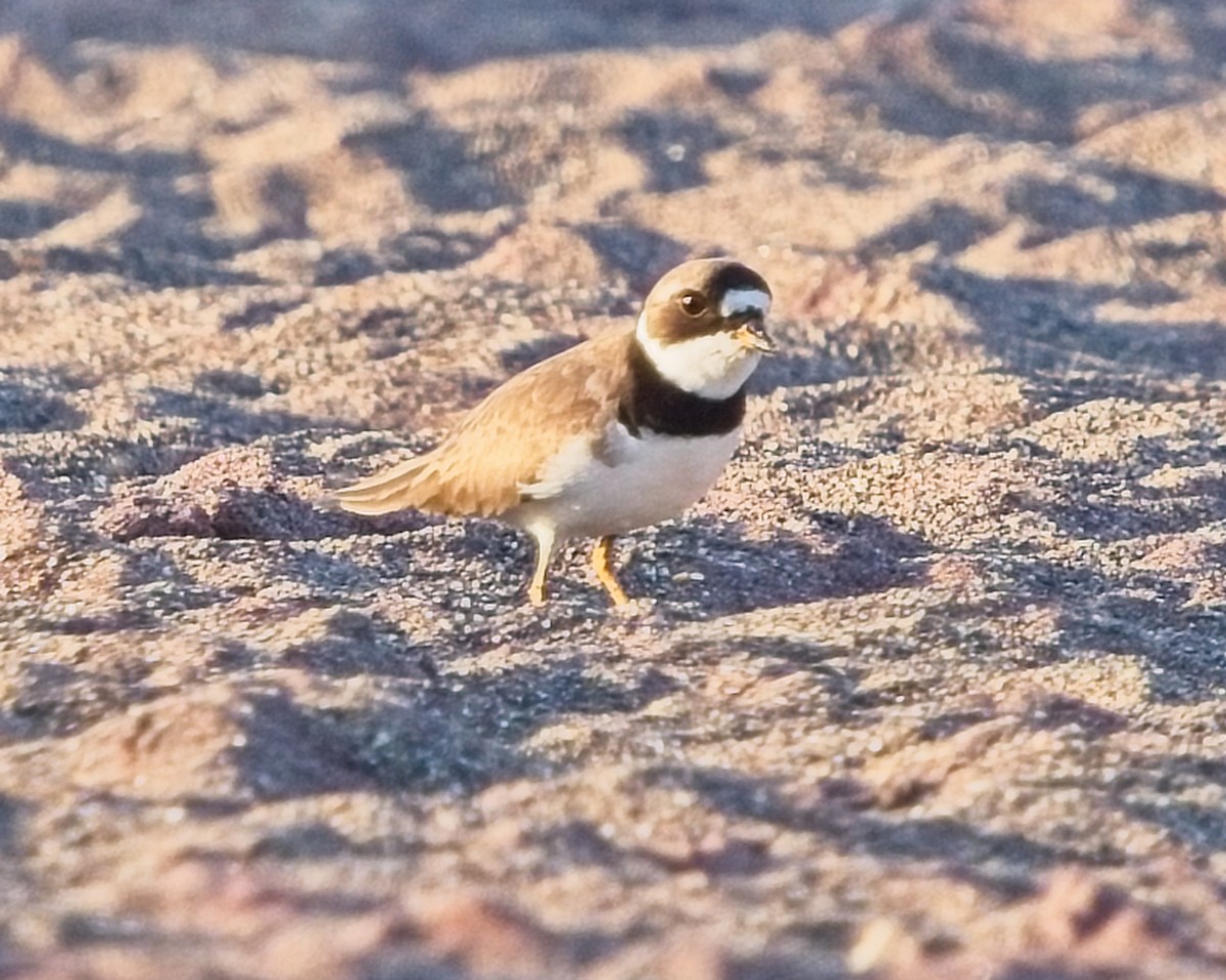 Semipalmated Plover - ML619196228