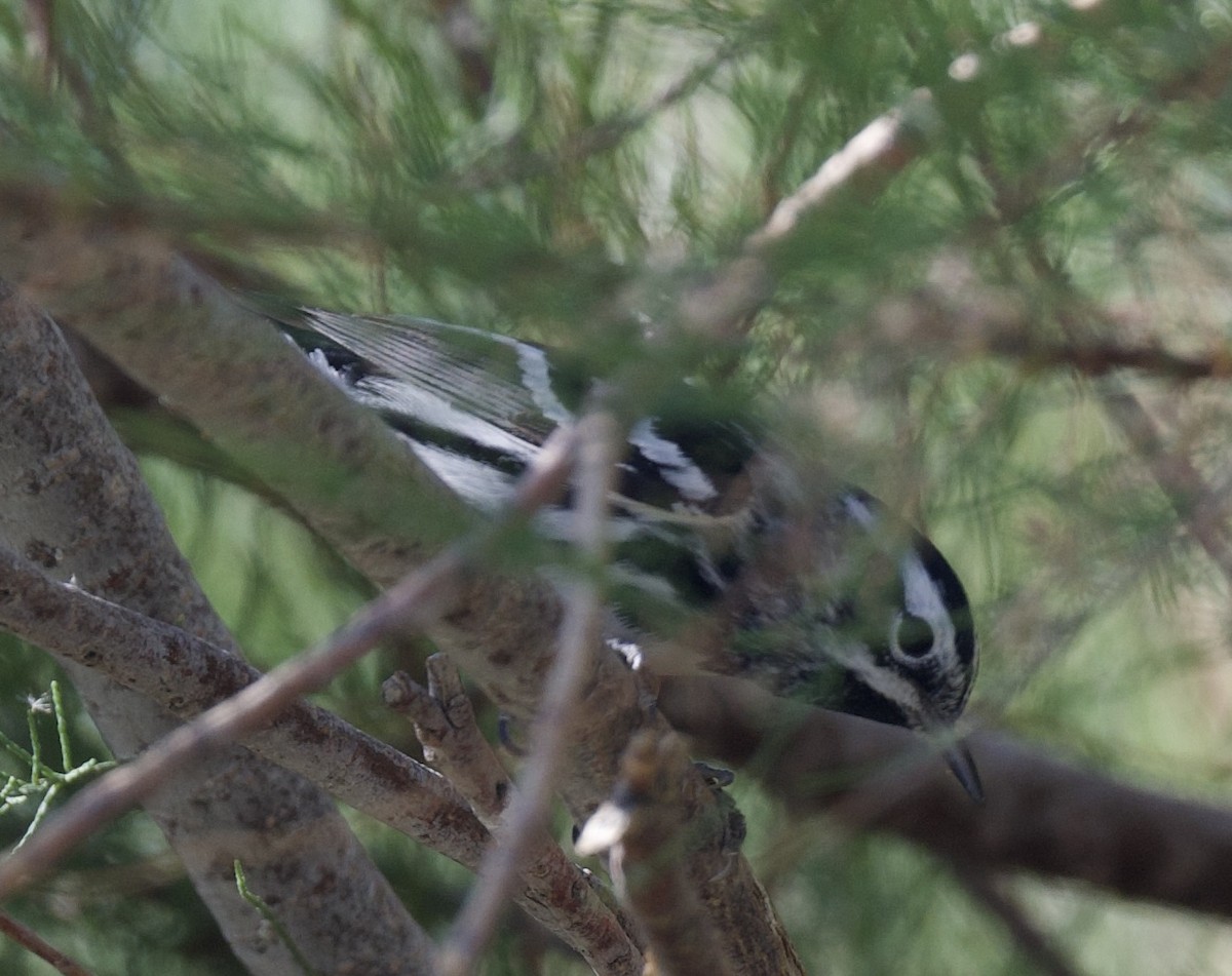 Black-and-white Warbler - ML619196252