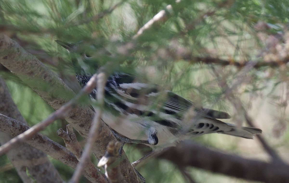 Black-and-white Warbler - ML619196254