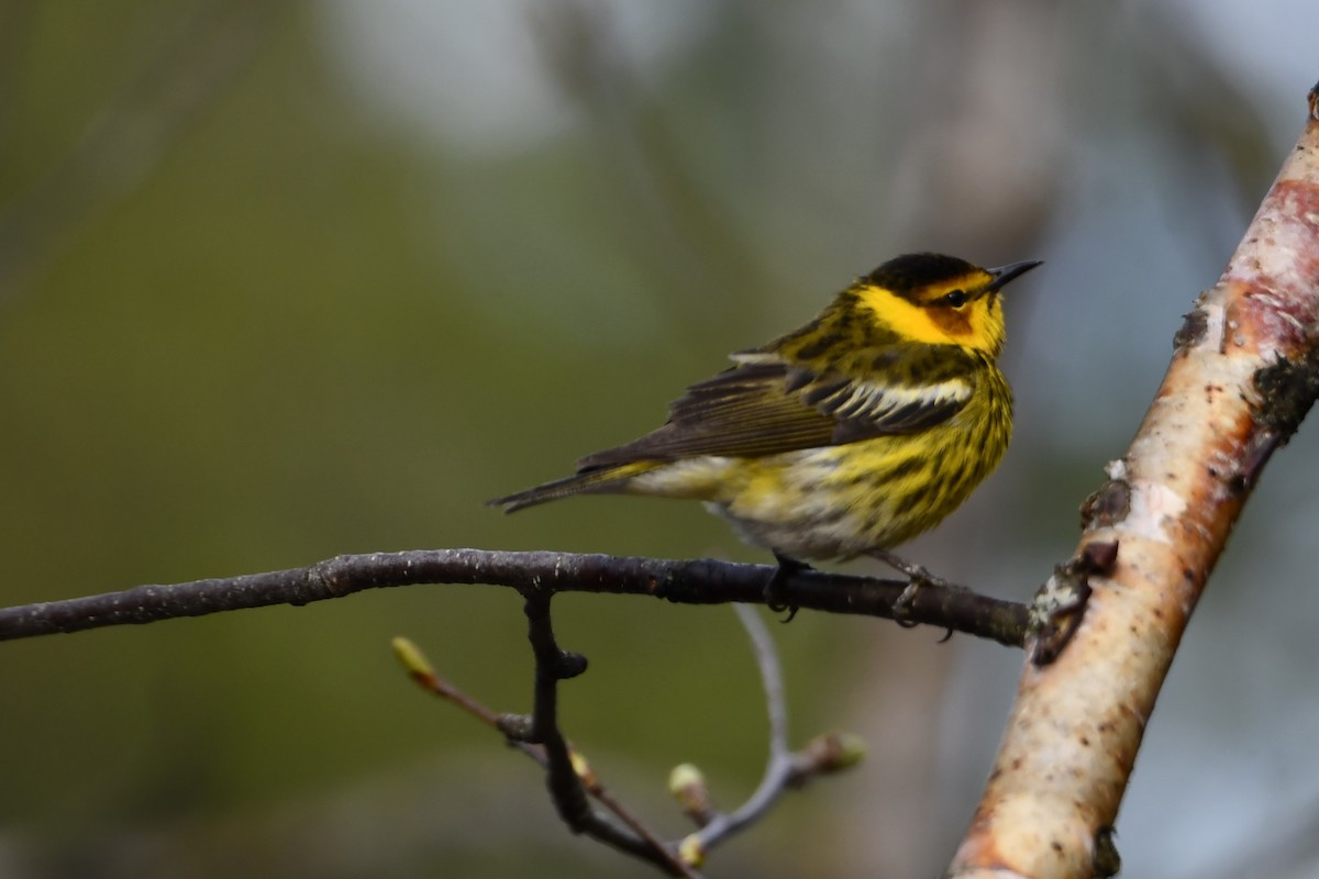 Cape May Warbler - ML619196264