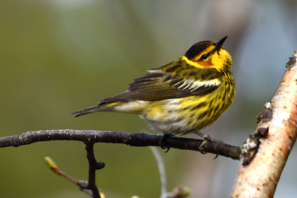 Cape May Warbler - ML619196271