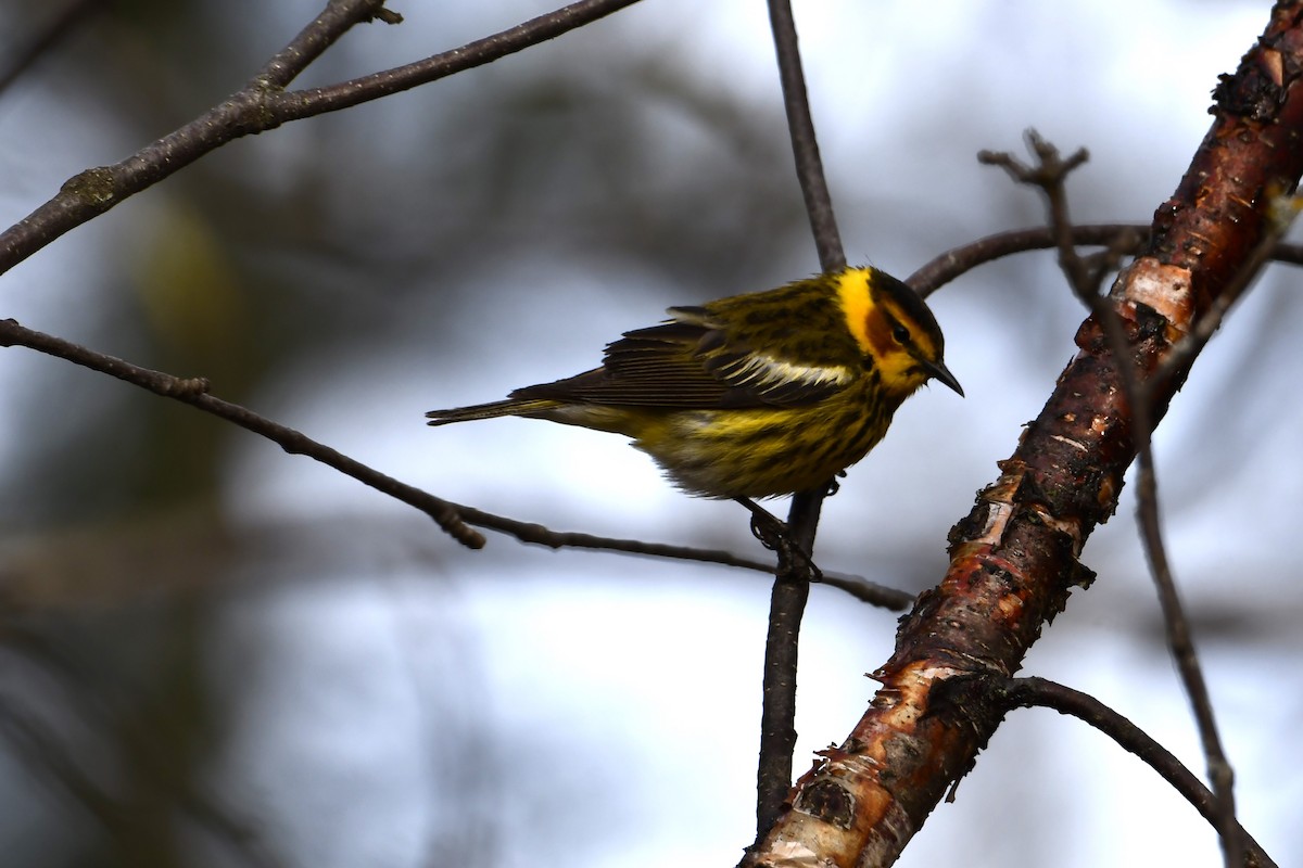Cape May Warbler - ML619196275