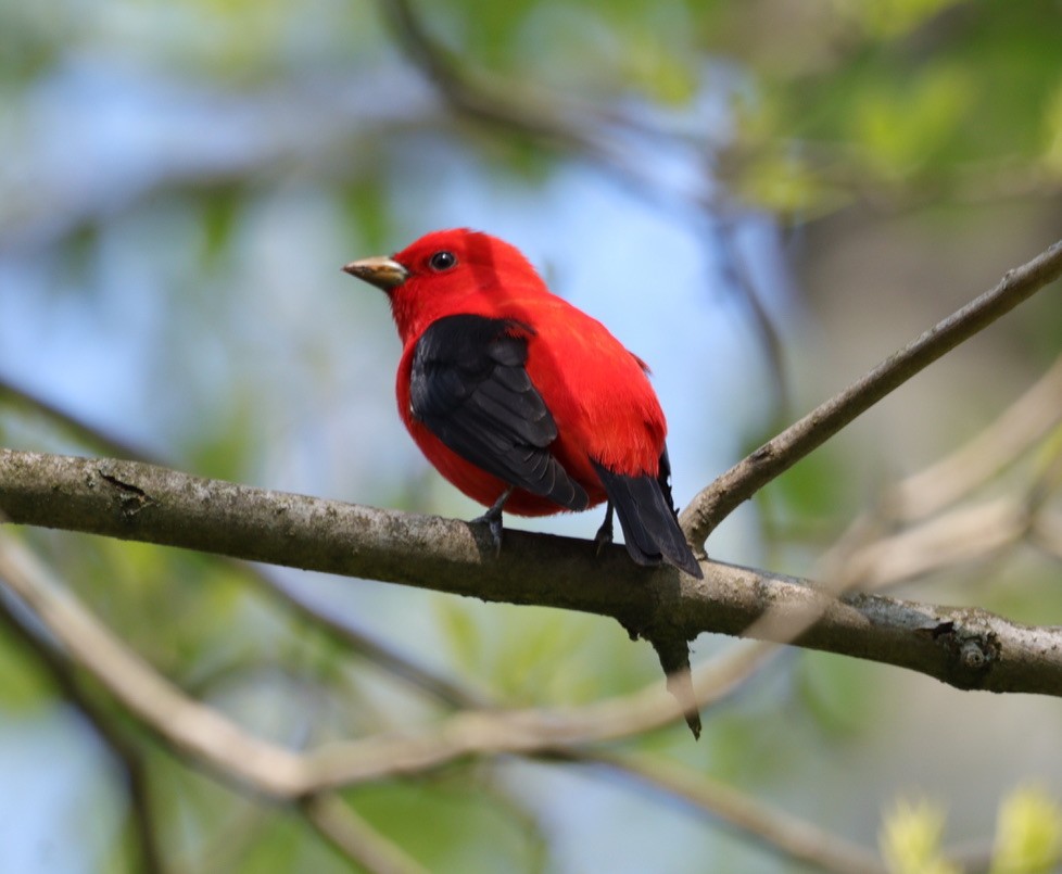 Scarlet Tanager - ML619196323
