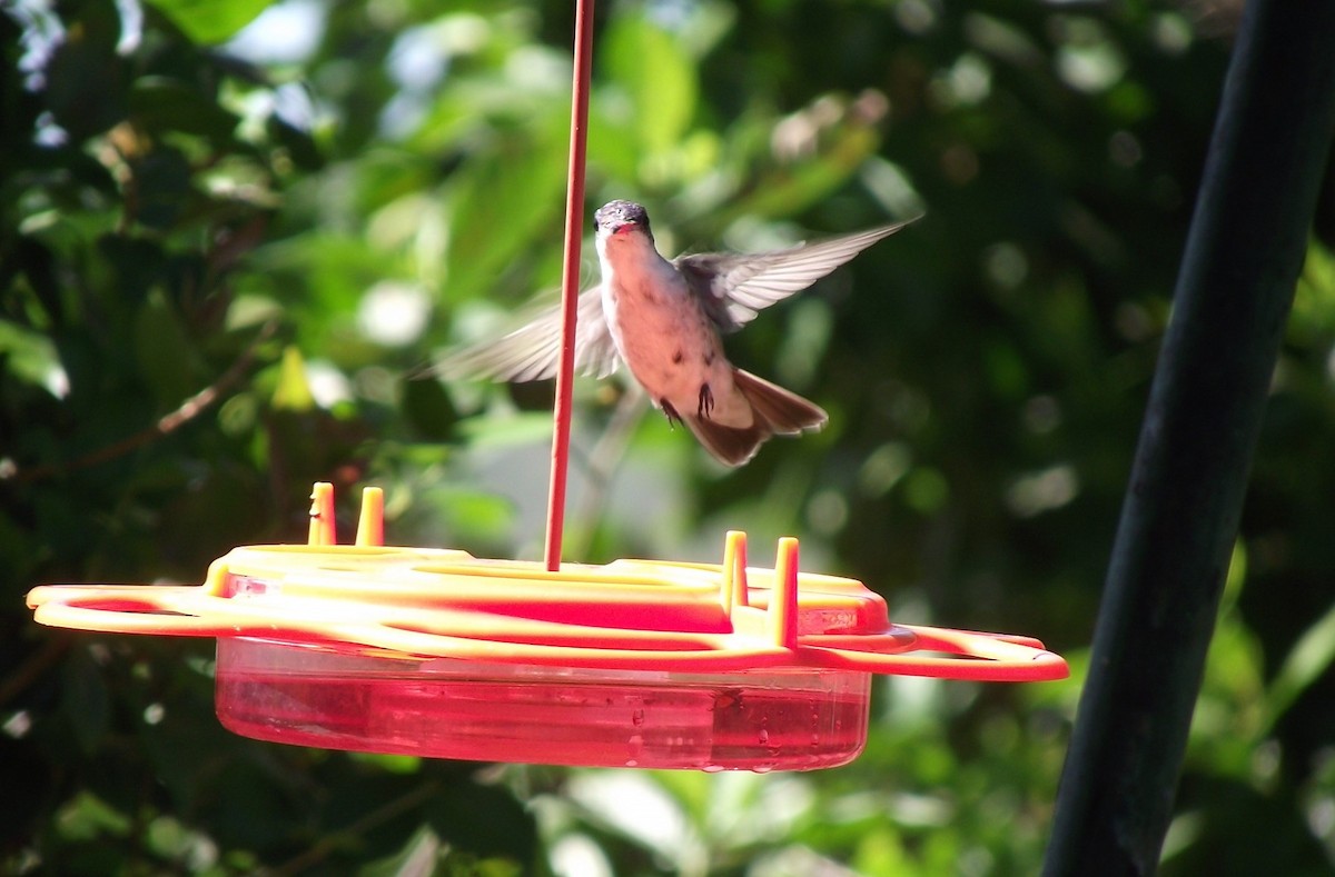 kolibřík fialovokorunkatý - ML619196362