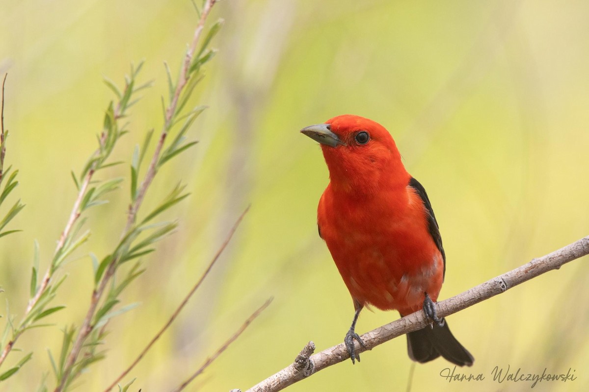 Scarlet Tanager - ML619196375