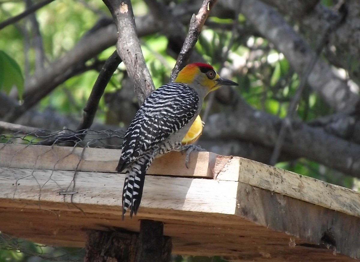 Golden-cheeked Woodpecker - ML619196411
