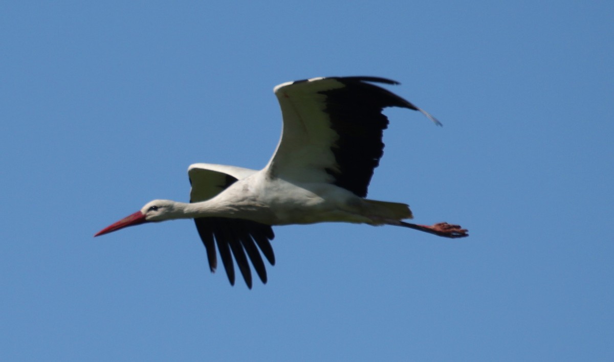 White Stork - ML619196431