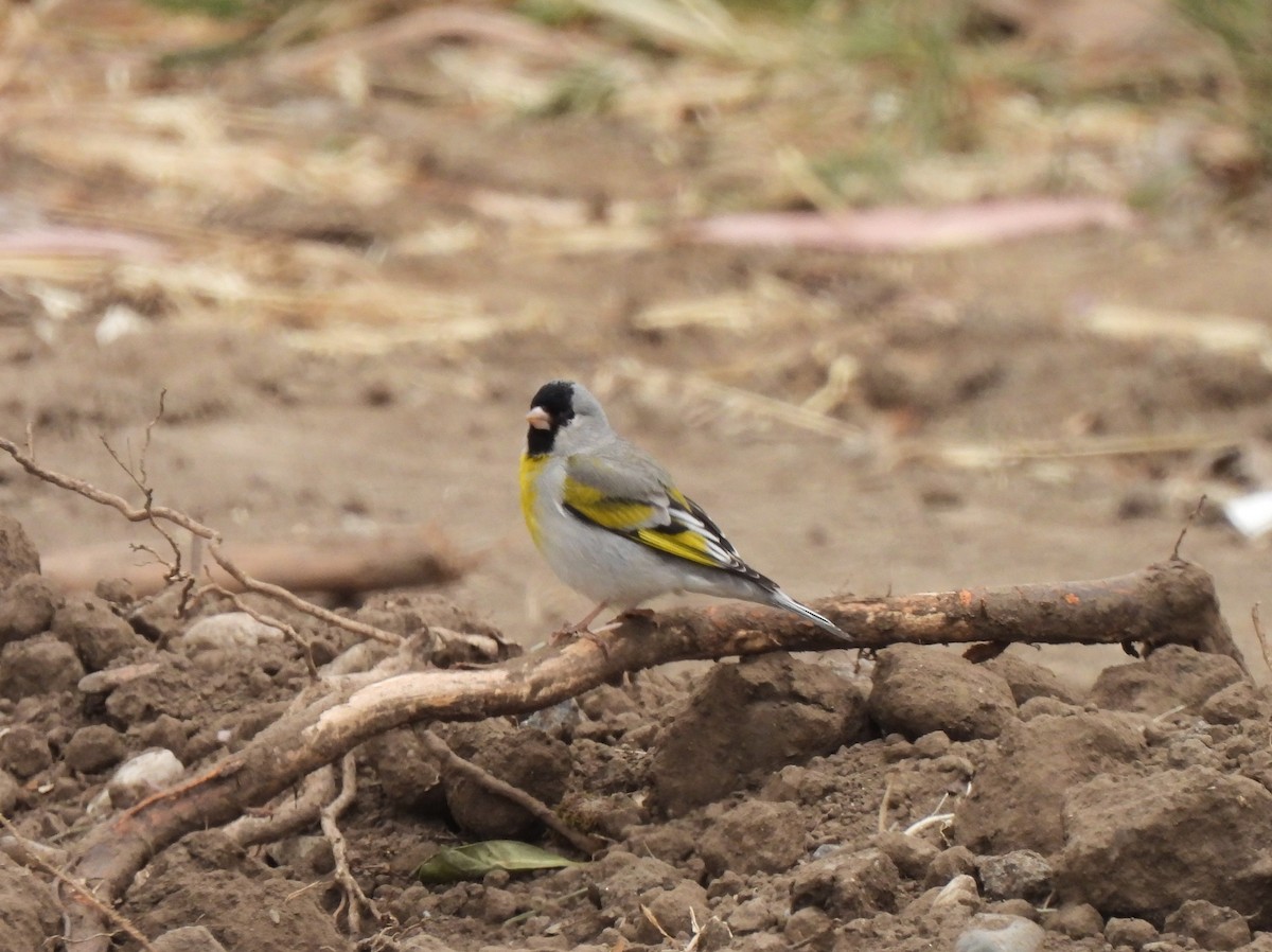 Lawrence's Goldfinch - ML619196483