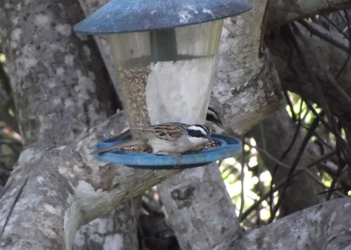 Stripe-headed Sparrow - ML619196517