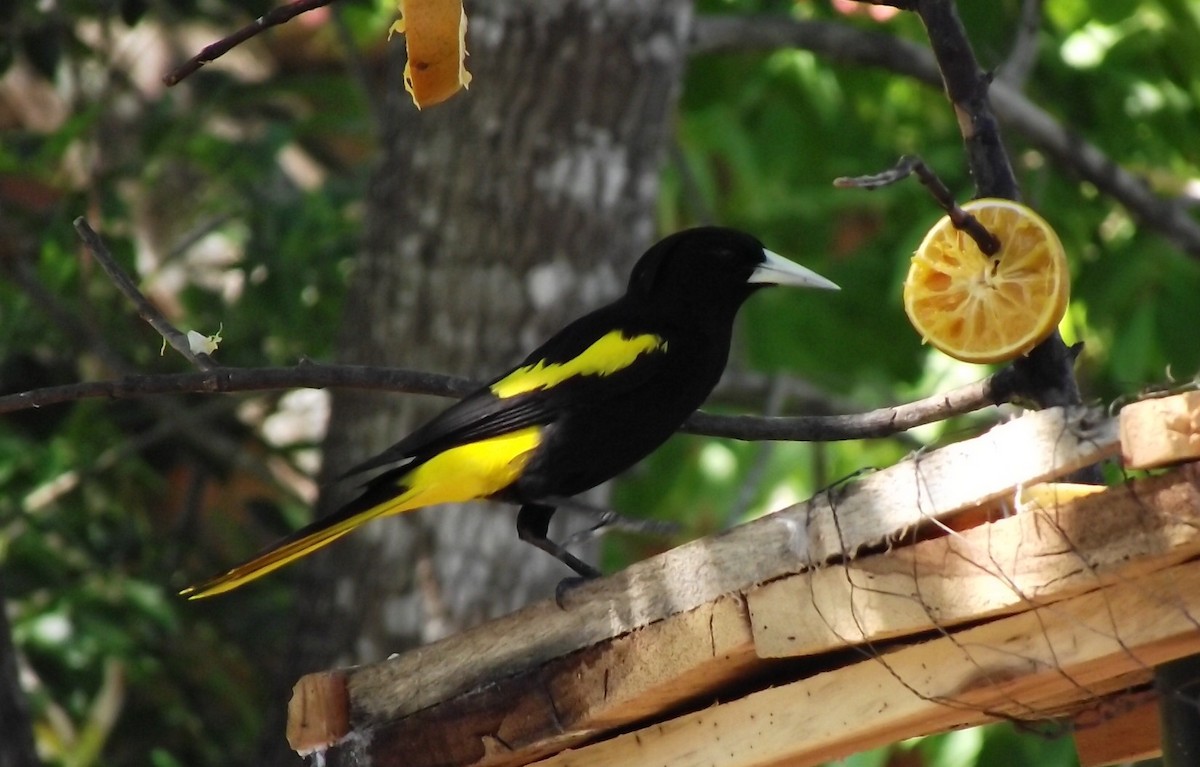 Yellow-winged Cacique - ML619196544