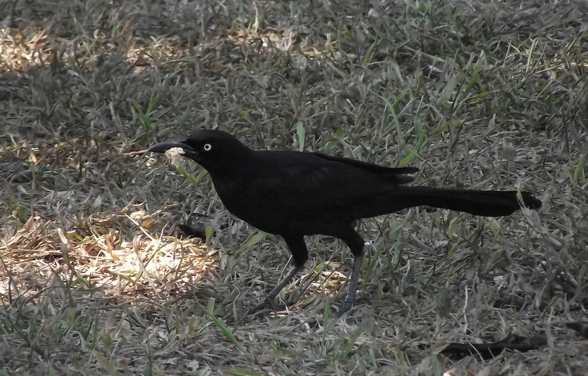 Great-tailed Grackle - ML619196553