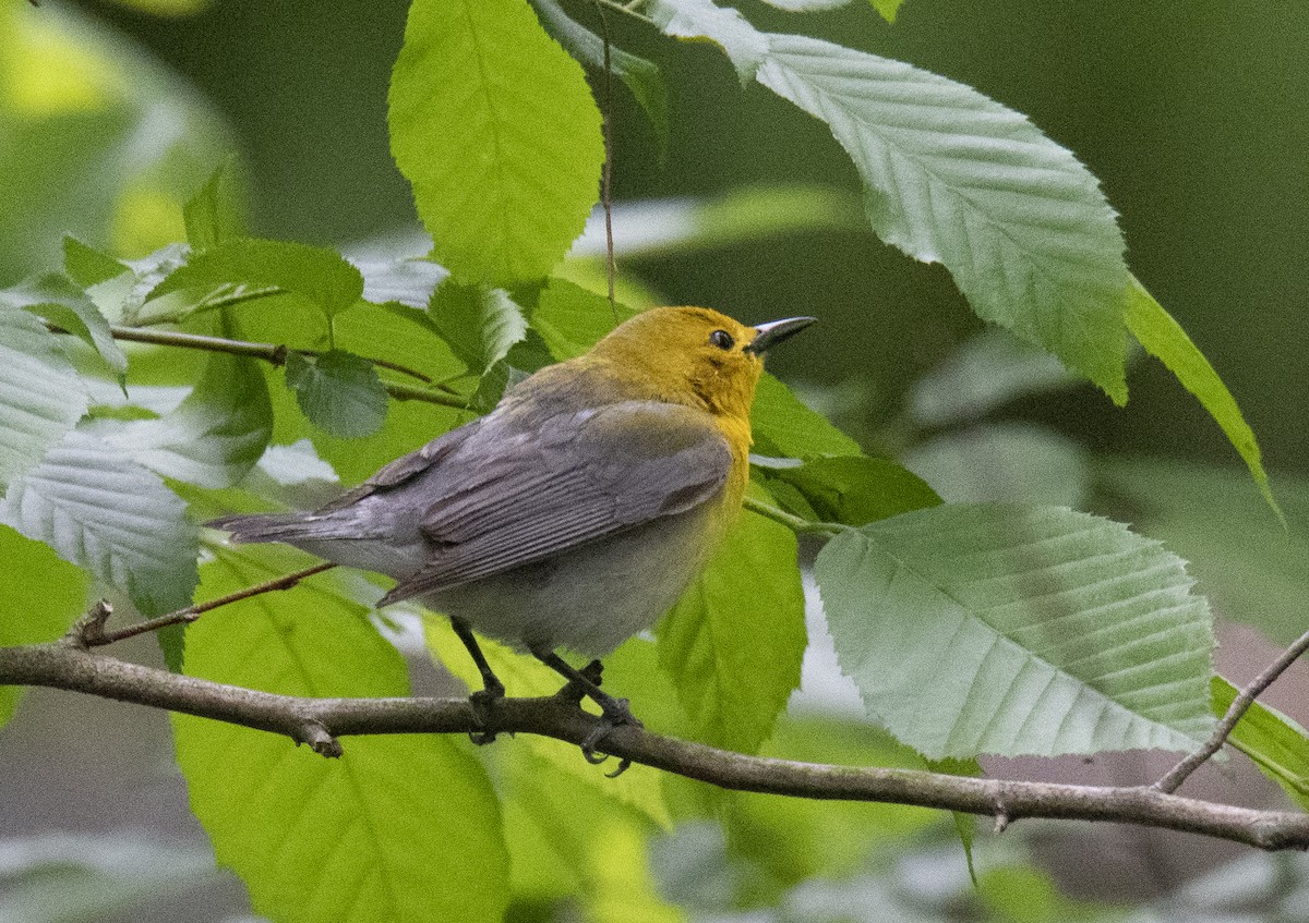 Prothonotary Warbler - ML619196572