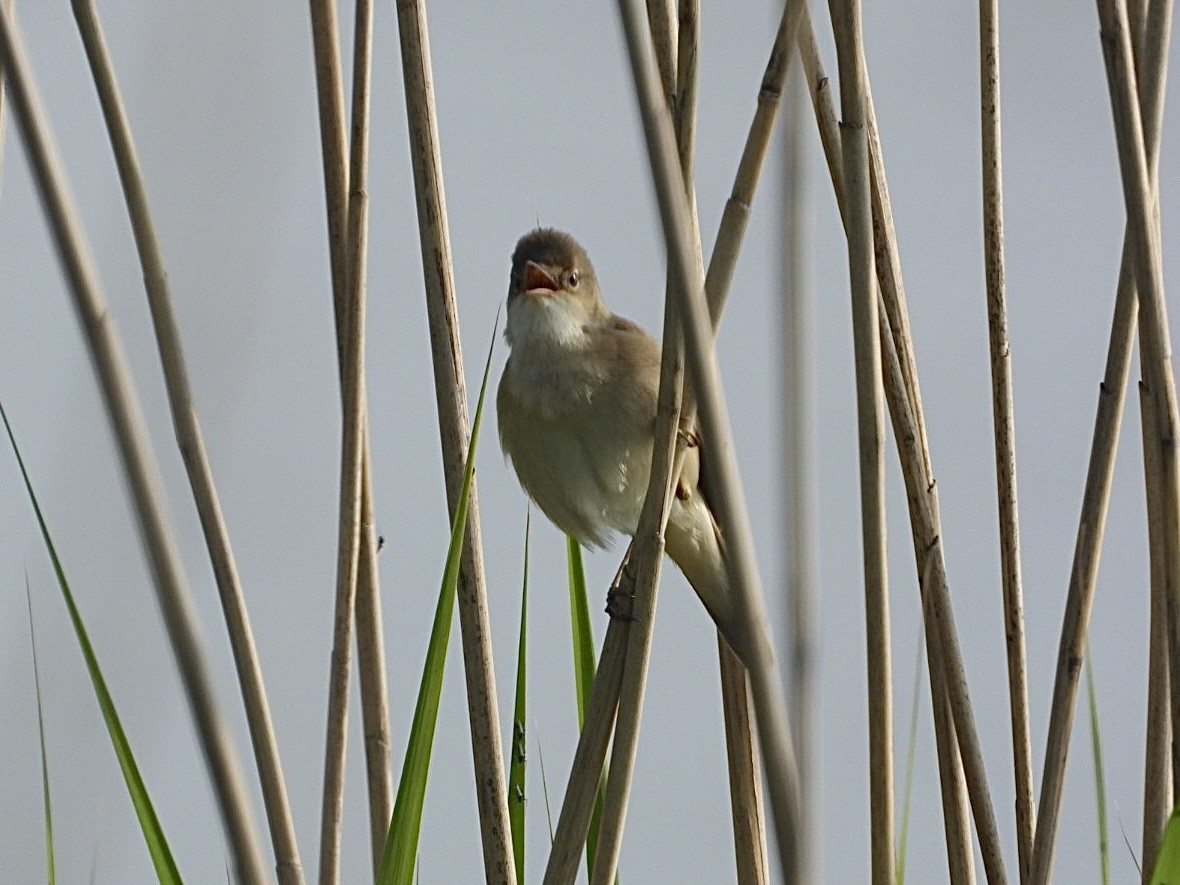 Common Reed Warbler - ML619196610