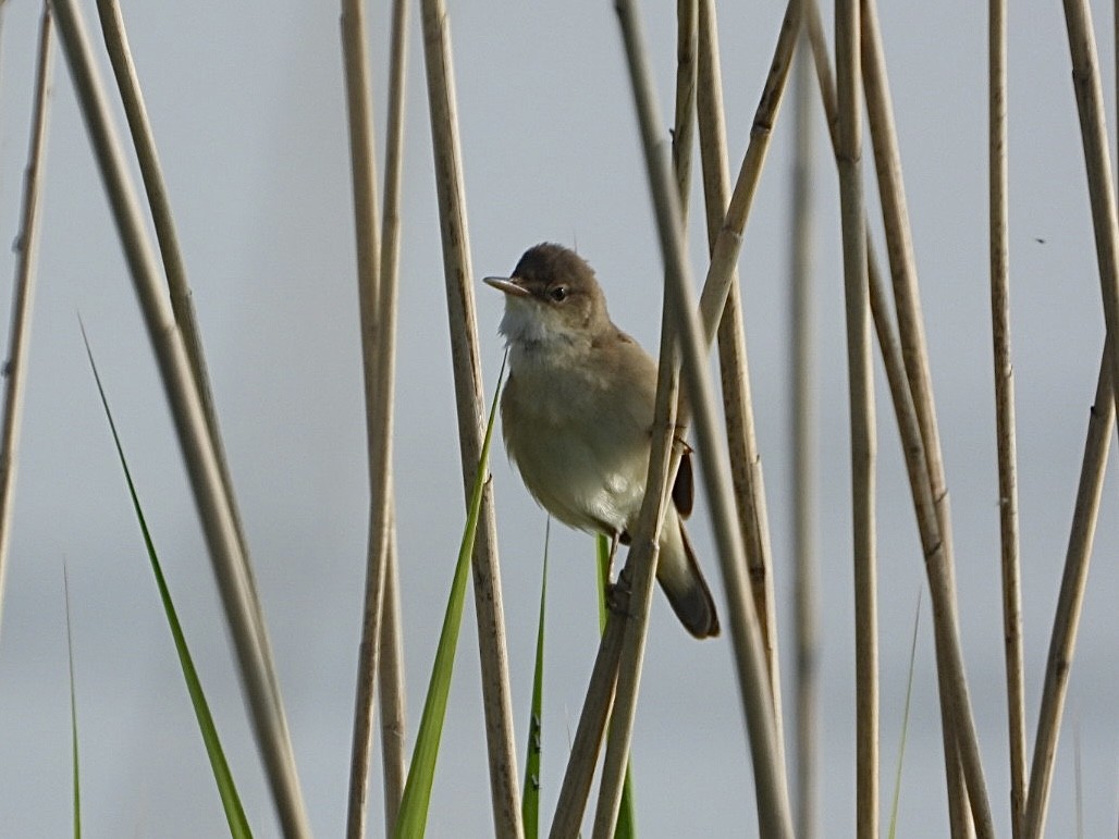 Common Reed Warbler - ML619196611