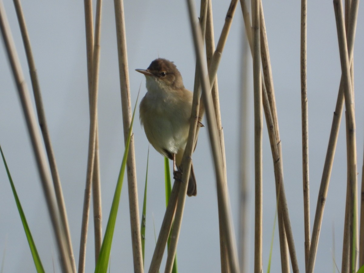Common Reed Warbler - ML619196612