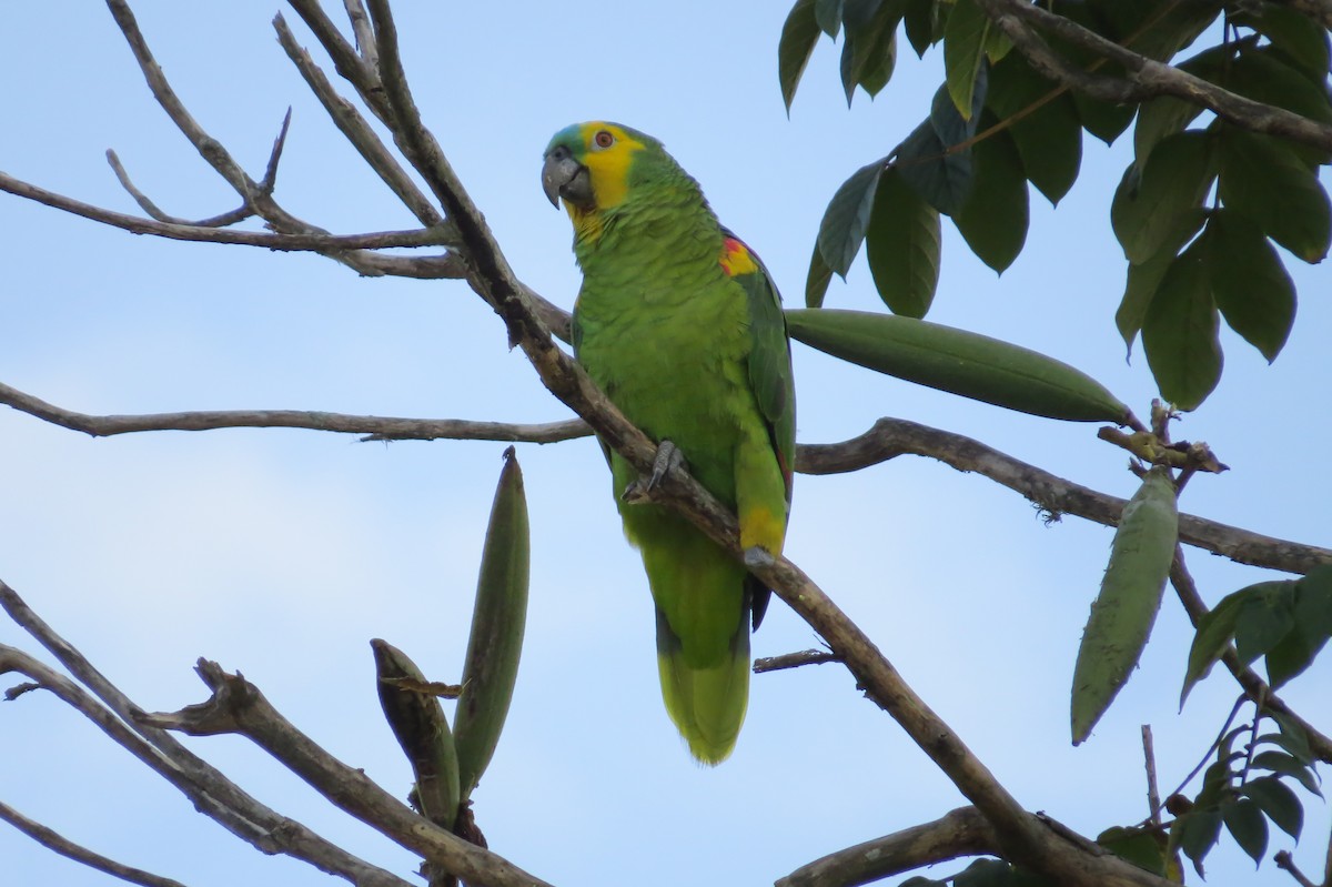 Turquoise-fronted Parrot - ML619196637