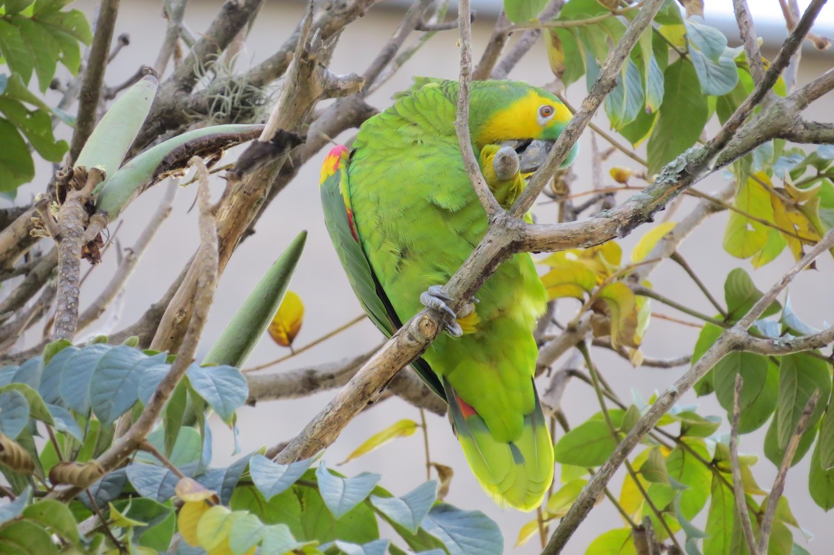 Turquoise-fronted Parrot - ML619196638