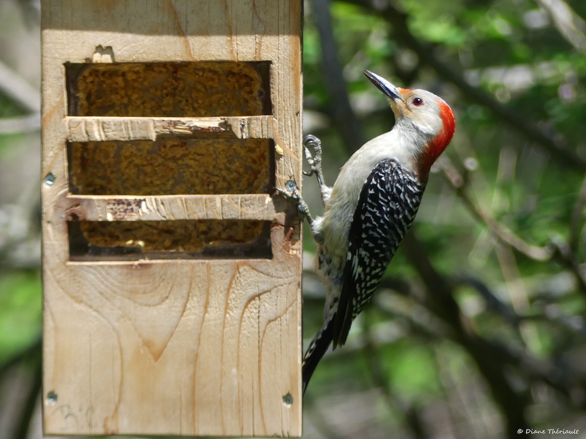 Red-bellied Woodpecker - ML619196641