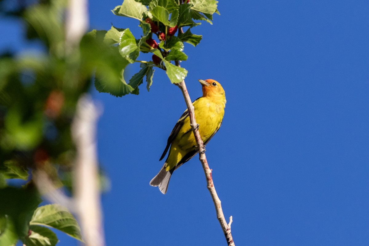 Western Tanager - ML619196722