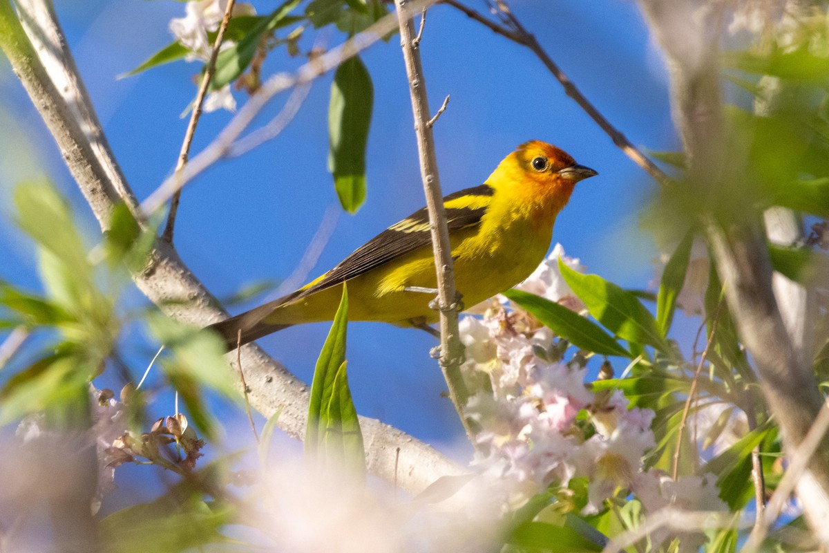 Western Tanager - ML619196723